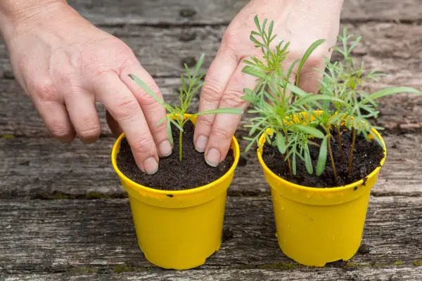Potting on cosmos seedlings