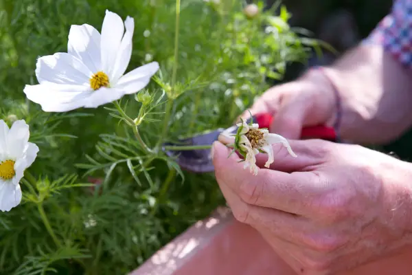How to grow cosmos - how to care for cosmos