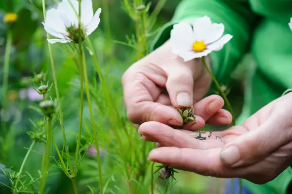 Collecting fresh seed from cosmos seedheads