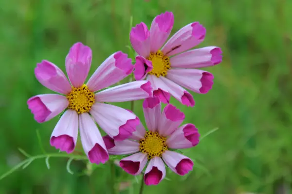 Pink cosmos with tubular petals