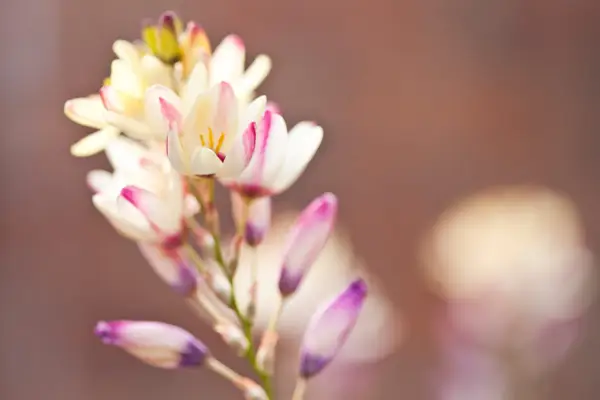 Ixia flowers. Getty Images