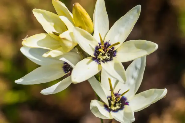Ixia flowers. Getty Images