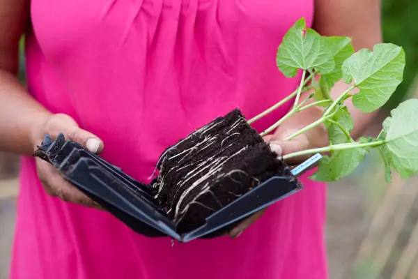 Runner bean plants with roots exposed