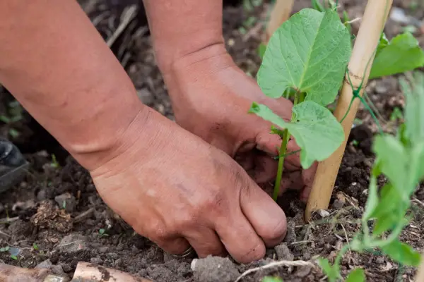 Planting out runner beans