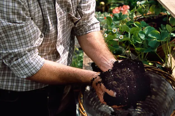 Adding compost to the hanging basket