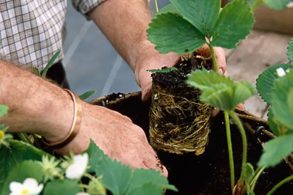 Planting strawberry plants in the hanging basket