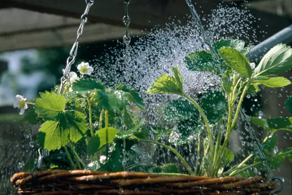 Watering the strawberry hanging basket