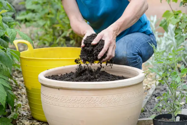 Adding compost to the pot
