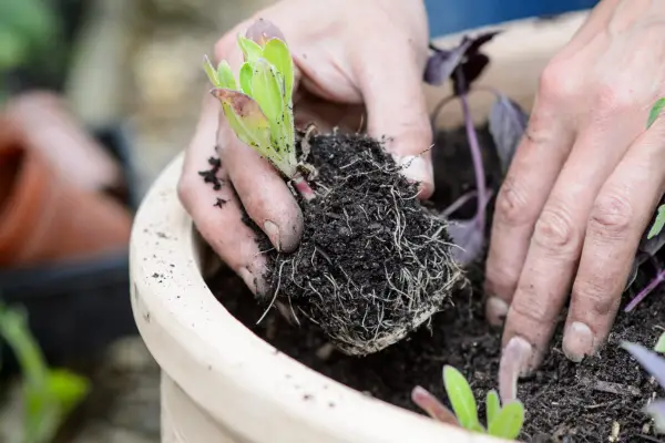 Planting the calendula