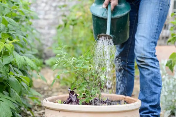 Watering the container