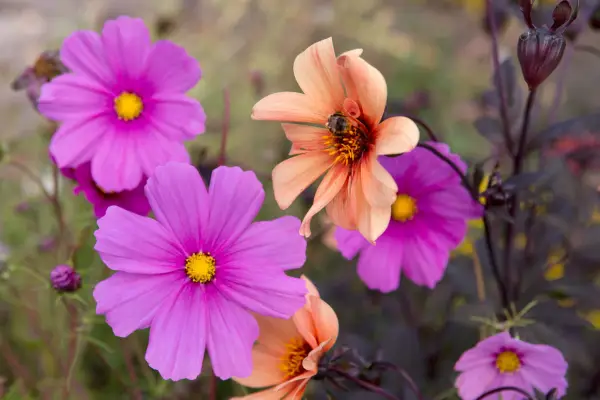 Dahlia and Cosmos