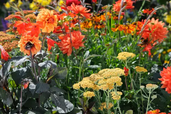 Dahlias and achillea
