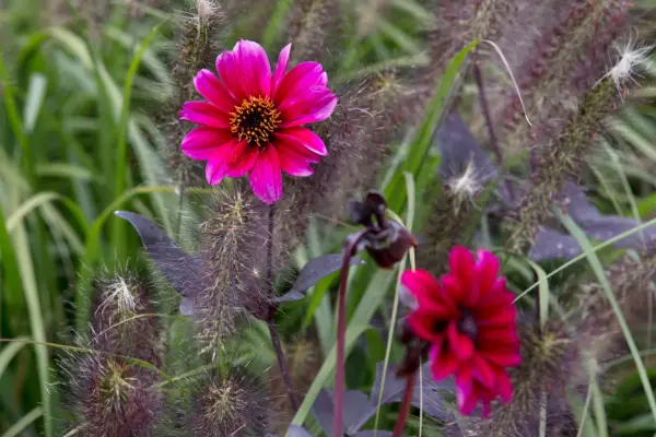 Pennisetum alopecuroides 