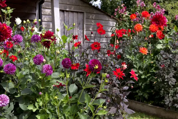 How to grow dahlias