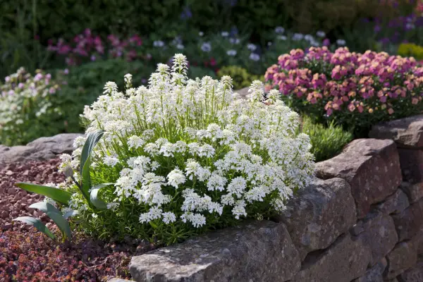 Candytuft growing at the edge of a path