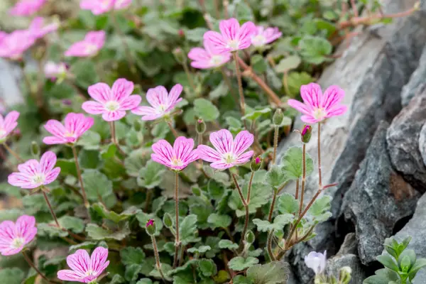 Plants for rock gardens - Erodium × variabile