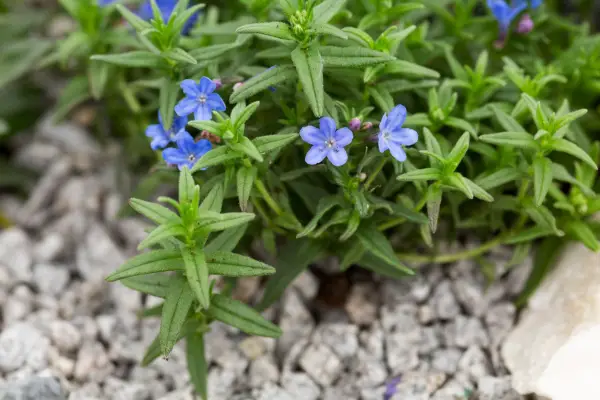 Plants for rock gardens - Lithodora diffusa 