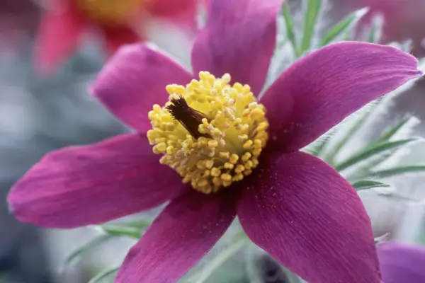 Plants for rock gardens - Pulsatilla vulgaris