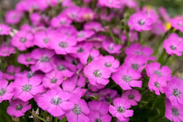 Plants for rock gardens - Dianthus 
