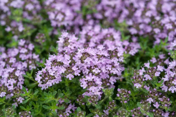 Plants for rock gardens - Thymus 