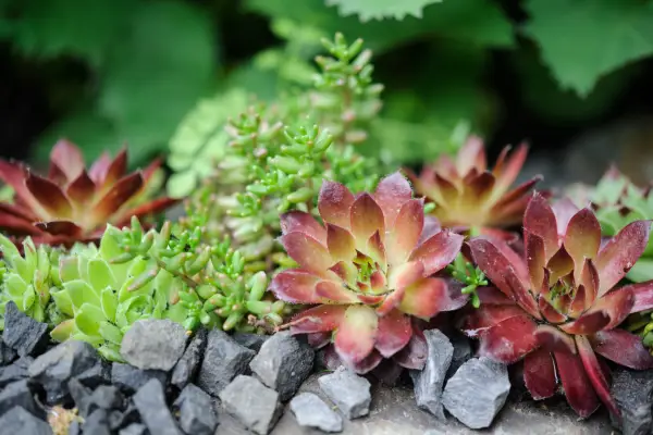 Plants for rock gardens - Sempervivum