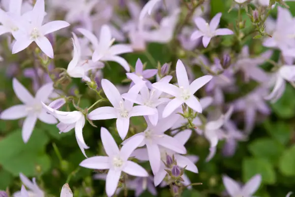 Plants for rock gardens - Campanula poscharskyana