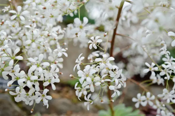Plants for rock gardens - Saxifrage