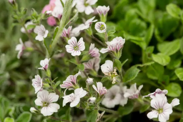 Plants for rock gardens - Gypsophila cerastioides