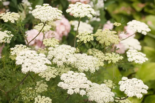 Objavené cenylofium