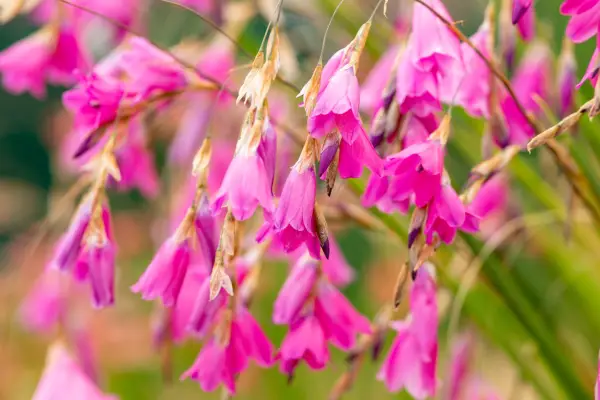 Dierama pulcherrimum (angel