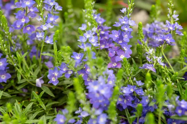 How to grow veronica – Veronica prostrata