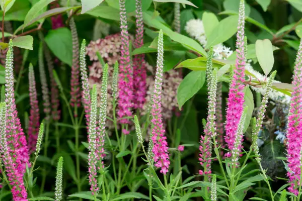 How to grow veronica – Veronica spicatum 