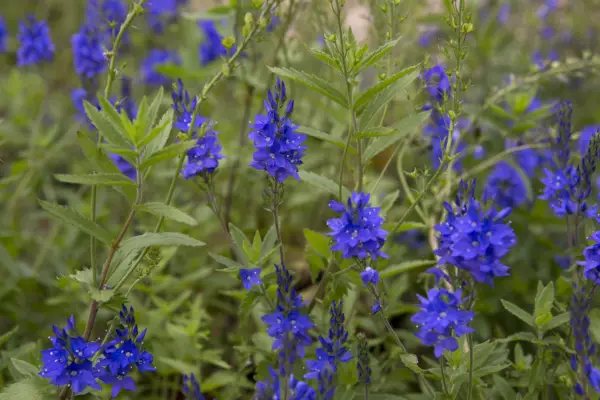 How to grow veronica – Veronica 