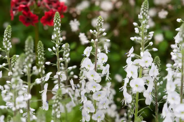 How to grow veronica – Veronica gentianoides 