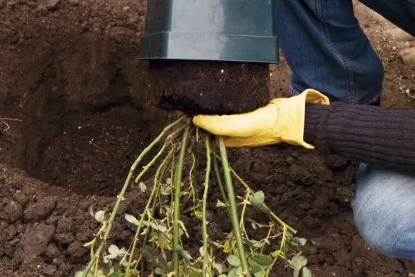 Knocking the plant out of the pot