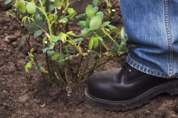 Firming in the plant