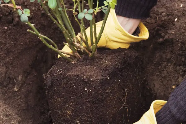 Hvordan plante utendørs