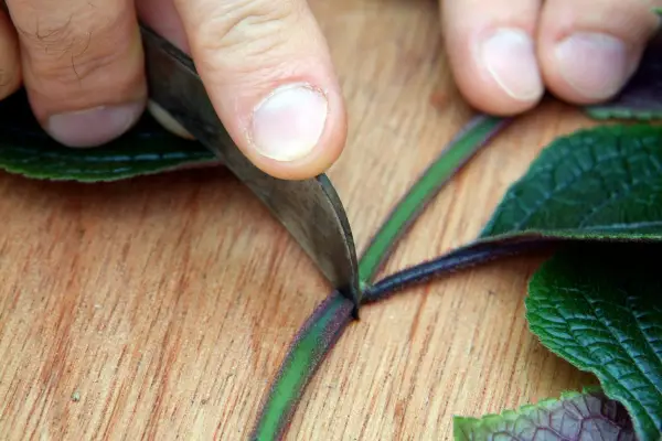 Taking cuttings of houseplants - cutting the stem