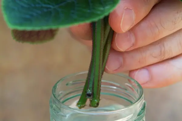 Taking cuttings of houseplants - placing the stem in water
