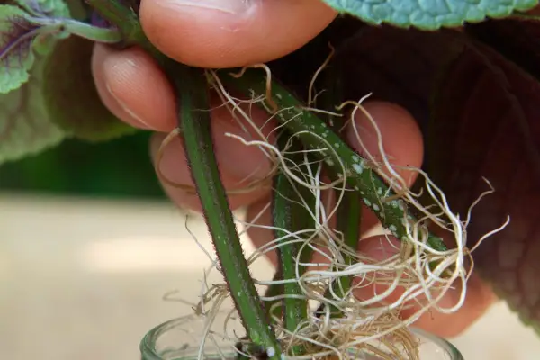 Taking cuttings of houseplants - stem with roots