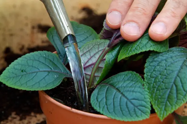 Hvordan man tager stiklinger fra husplanter