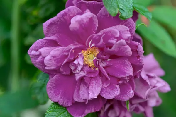 Rosa 