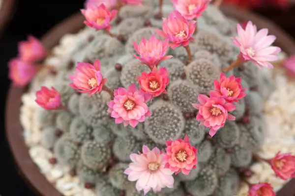 Succulents for shade - Rebutia 