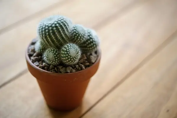 Succulents for shade - parodia cactus