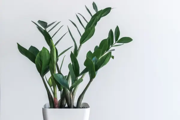 ZZ plant, Zamioculcas zamiifolia. Getty Images
