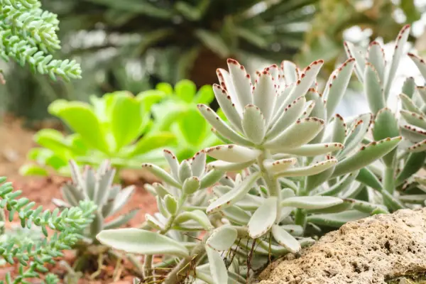 Succulents for shade, Kalanchoe tomentosa