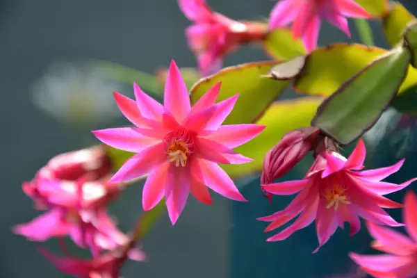 Succulents for shade, Schlumbergera