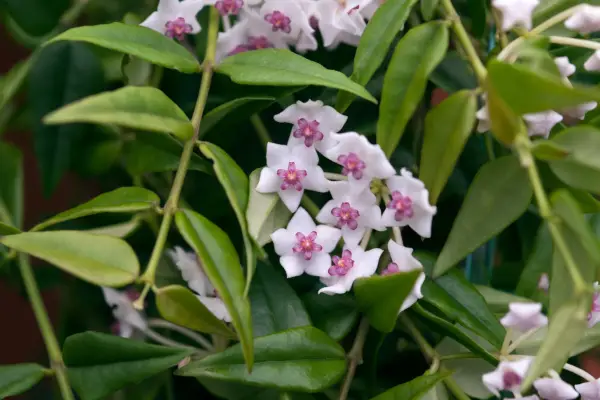 Succulents for shade - Hoya bella