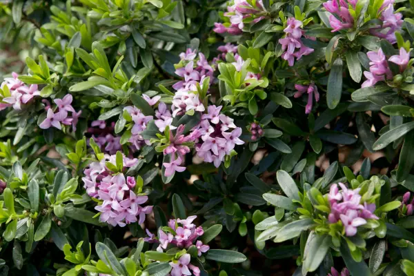 Blomster til små haver