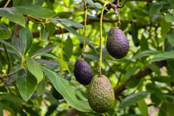 איך לגדל אבוקדו